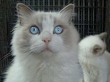 An Image Slideshow