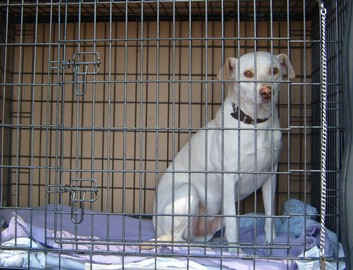 An Image Slideshow