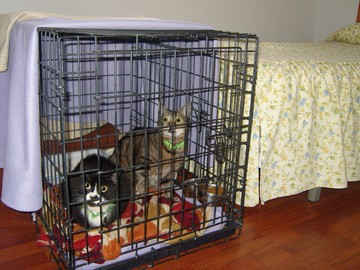 An Image Slideshow