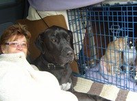 petchauffeur.eu