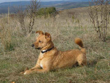An Image Slideshow