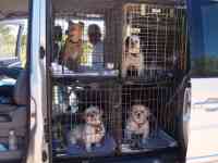 petchauffeur.eu petchauffeur.eu