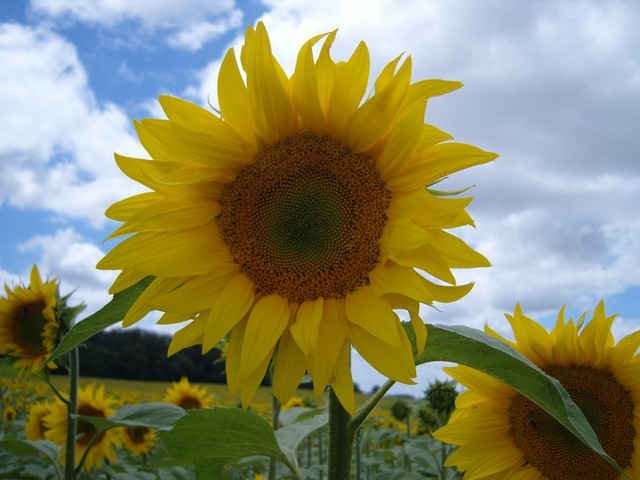 Sunflowers in mid-France.