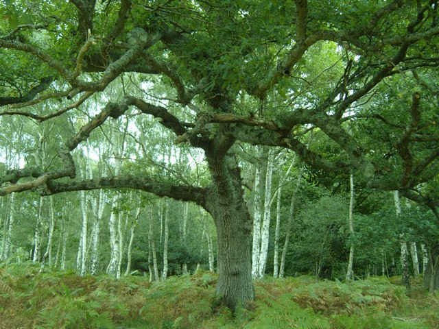 Strange-looking tree in The New Forest.