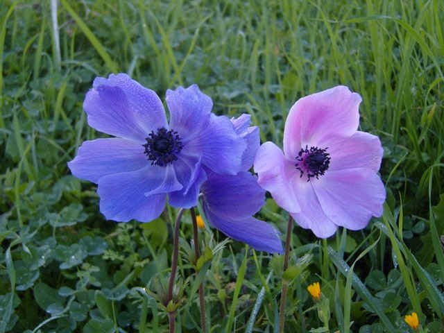 Wild Anemones on the Island of Kos, Greece.