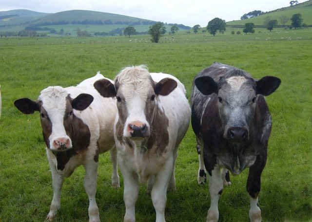 'Och aye the moo, and WHO are you?' Say these cows near Edinburgh, Scotland.