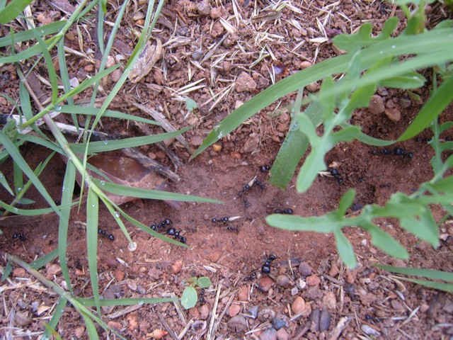 Ants working hard, in Castellon, Spain.