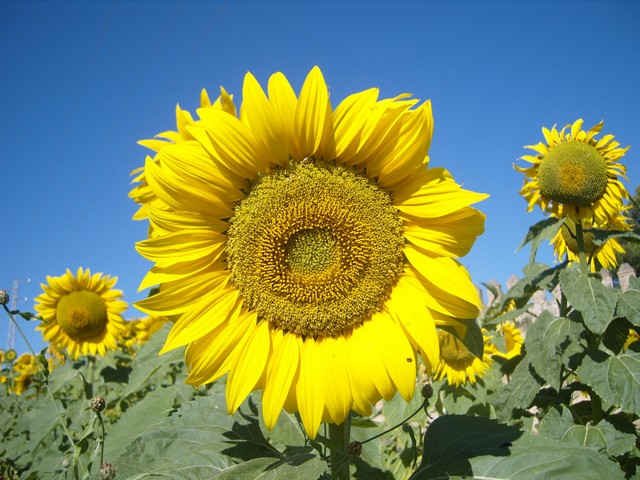 More sunflowers at the Castillo de Aguzaderas, near Utrera, in southern Spain.