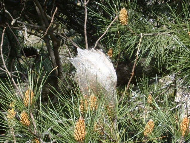 Processionary Caterpillars' nest.