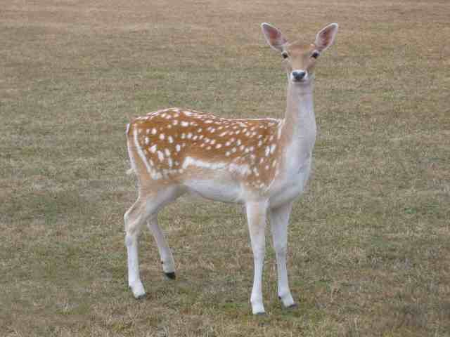 'Bambi' posing for a photo, nr Mende, France.