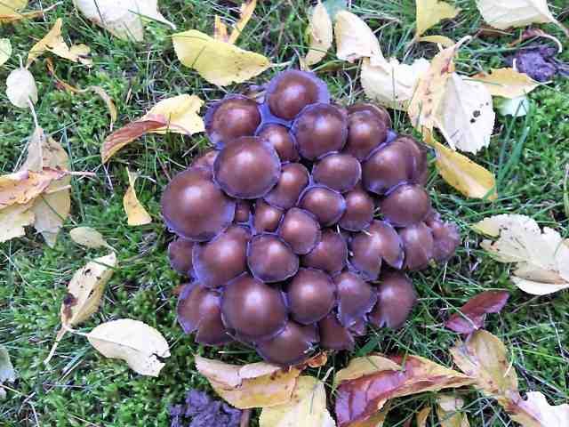 A strange-looking bunch of Fungi in N.France.