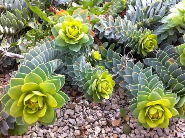 Very attractive plants, in Millau, France.