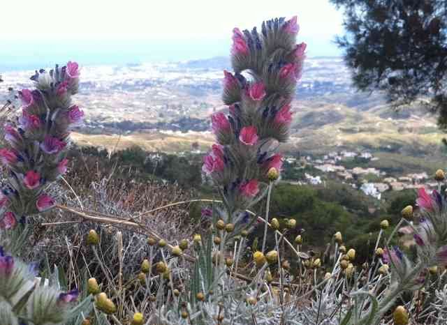 White-leaved Bugloss, growing on the Mijas mountains, endemic to southern Spain.