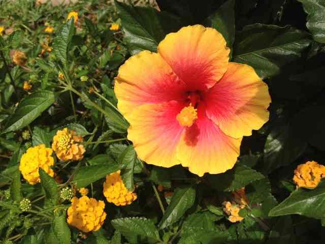 A beautiful Hibiscus, in Fuengirola, S.Spain.