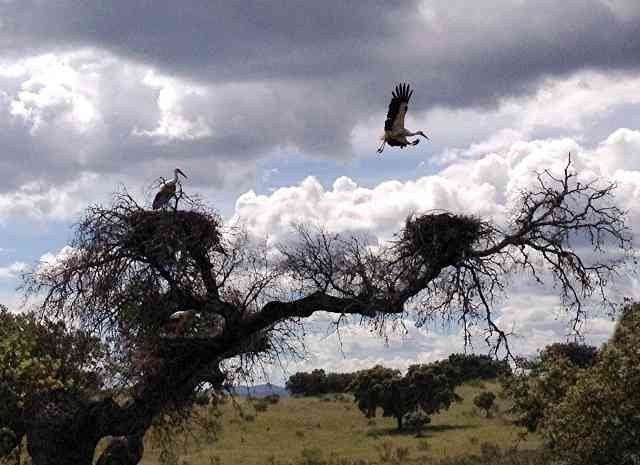 Coming in to land - or taking off? Storks in Central Portugal