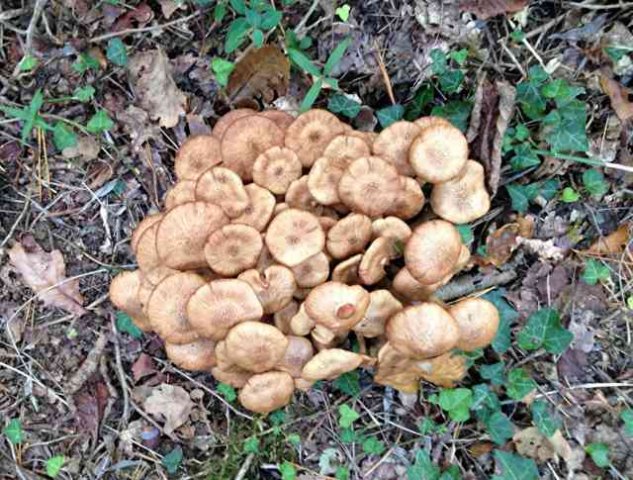 Funghi seen in Oxford.