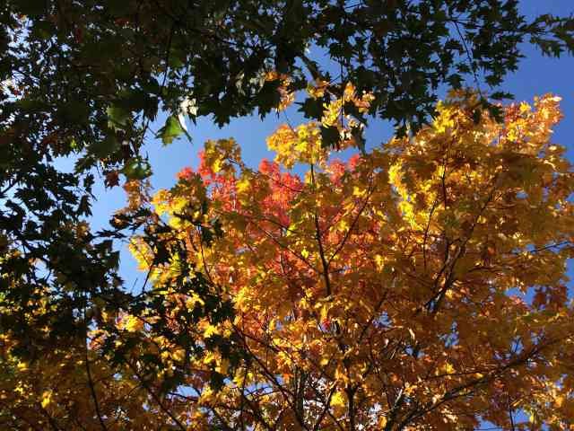 Lovely autumn colours in C.France.