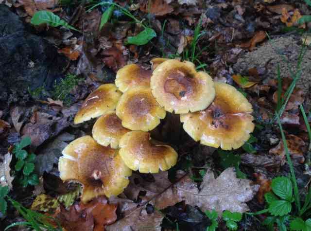 Early morning fungus in S.France. 