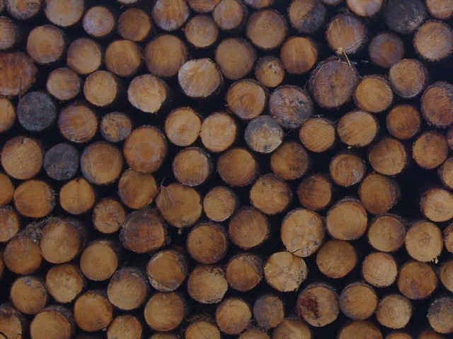 Logs stacked up after the devastation of the pine trees, during the storms in S.W.France.