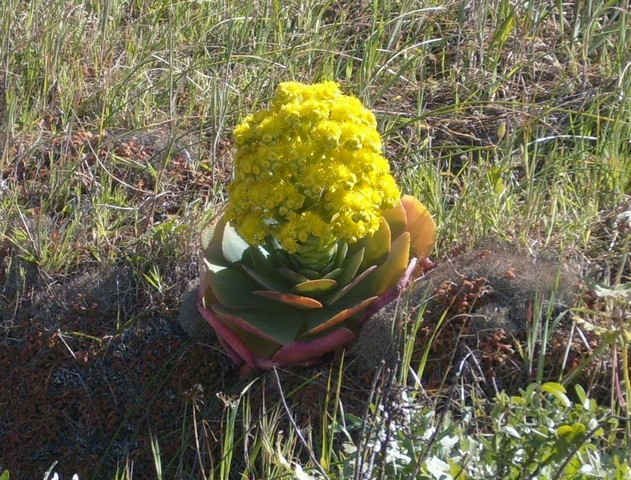 Unusual-looking flower in Tenerife, Canary Islands.