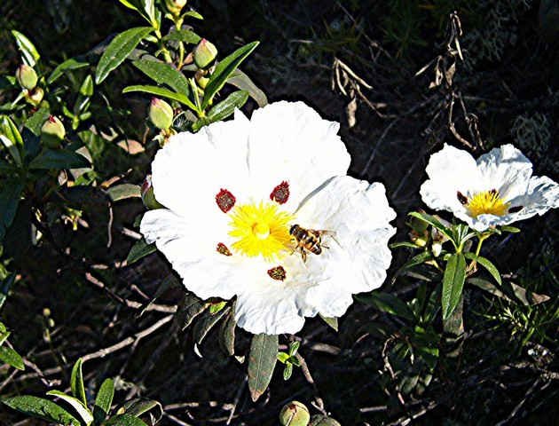 A Cistus Ladanifer, near Cordoba in southern Spain.