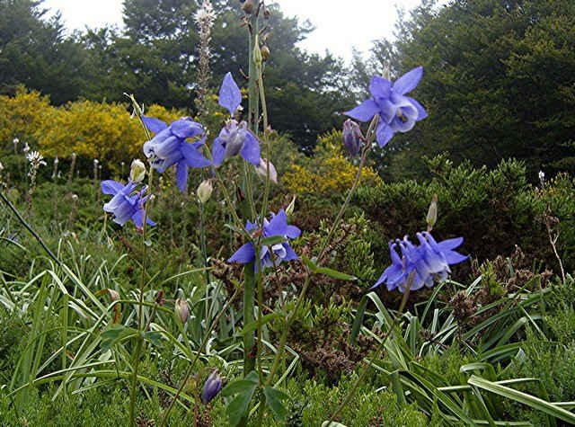 'Blue Daffodils?' in Cantabria, northern Spain.