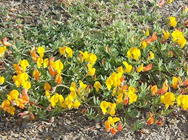 Wild flowers in Cantabria, northern Spain.