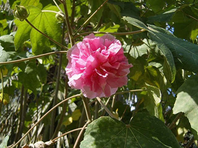 In the Alcazaba gardens in Malaga, southern Spain.