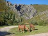 Grazing in the sunshine, near a waterfall just north of Madrid.