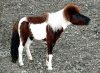 A little rescued pony in southern Spain