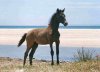 A foal enjoying freedom, on the beach at Bolonia, Costa de la Luz, in southern Spain.