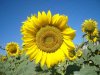 More sunflowers at the Castillo de Aguzaderas, near Utrera, in southern Spain.