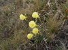 Hoop Petticoat Daffodils in Galicia, Spain.