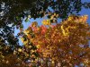 Lovely autumn colours in C.France.