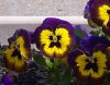 Pretty pansies, in La Rochelle, S.W.France.