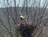 Mr & Mrs Stork in their new home, near Lozoya, north of Madrid.