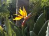 Bird of Paradise in Malaga, southern Spain.