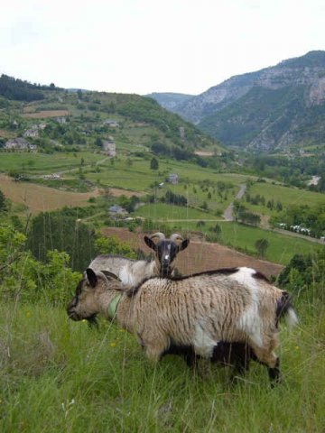 Inquisitive goats, above the River Tarn, in Le Massif Central, France.