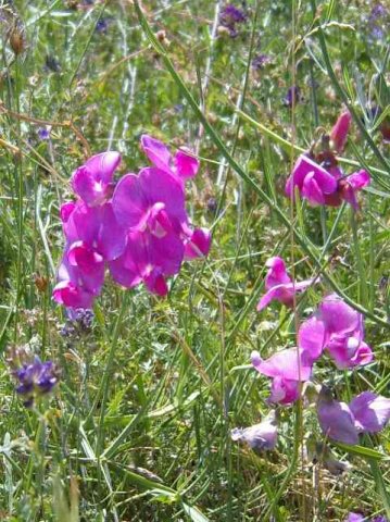 Wild orchids, in Aragon, Spain.