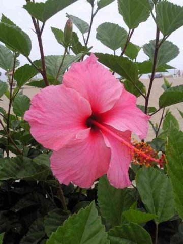 A beautiful Hibiscus flower on the Paseo Maritimo, Fuengirola, Spain.