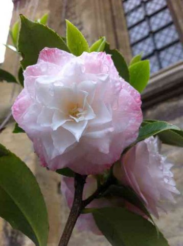 'Raindrops on roses ...' in Oxford.