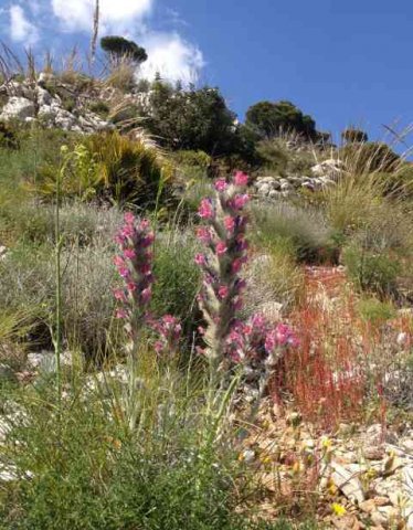 A lovely scene in May, in the Sierra de Mijas, S.Spain.