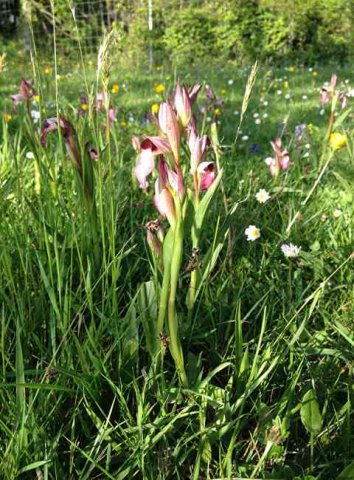 Spring flowers seen in S.W.France.