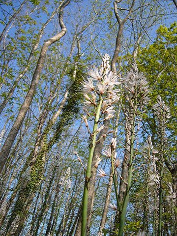 Asphodel Wood, in S.W.France.