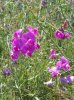 Wild orchids, in Aragon, Spain.