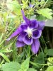 A pretty little Columbine, seen in Great Missenden, Bucks, UK.