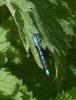 A Damselfly, near Bourne End, Bucks.