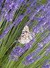 A butterfly dancing on Lavander, in S.W.France.