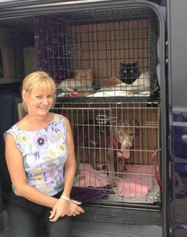 Heather & Flynn, just had a nice walk in France, on their way from Mijas Costa, S.Spain to Camarthen in W.Wales. (Fizzy & Sooty looking down from the 'top bunk'!)