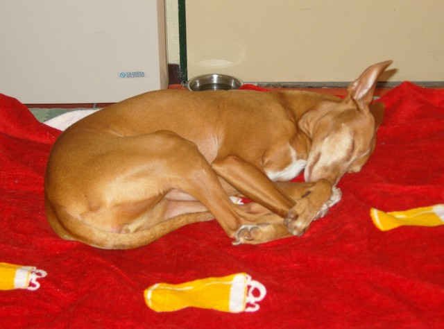 Lisa, crashed-out on the hotel bed, after an exhausting day asleep in the car! - on her way from Southampton to Italy.